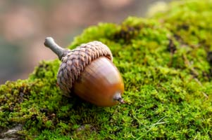 Acorn photo