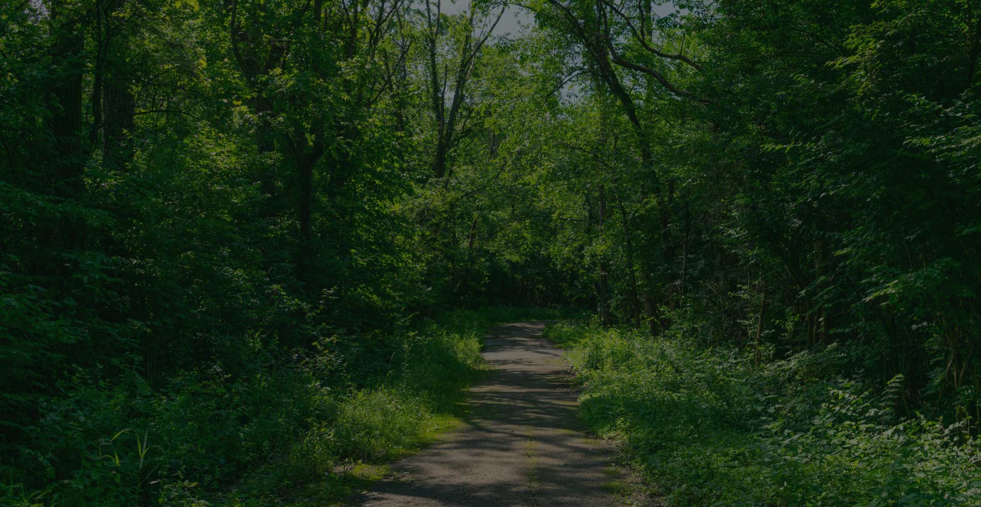 Paved trail through forest photograph