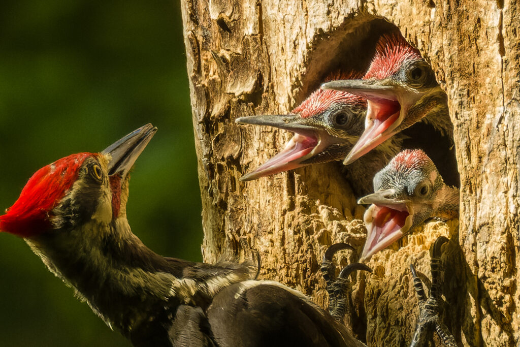 Photo by Tim Minnick of Pileated Woodpeckers