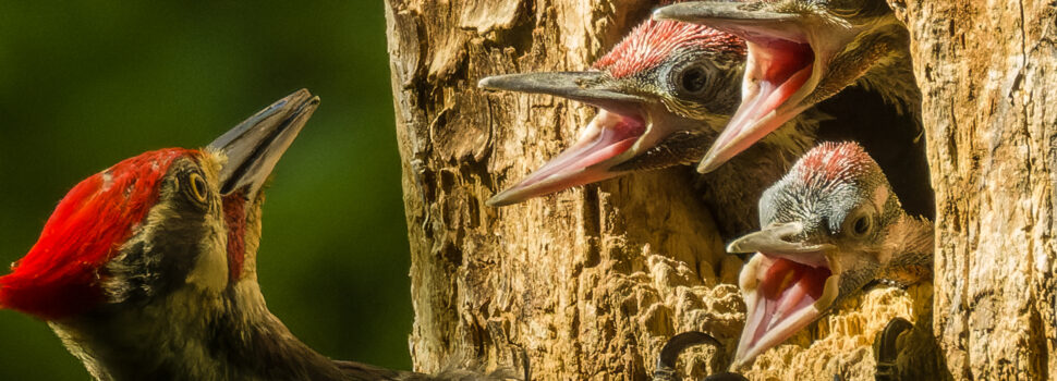 Photo by Tim Minnick of Pileated Woodpeckers