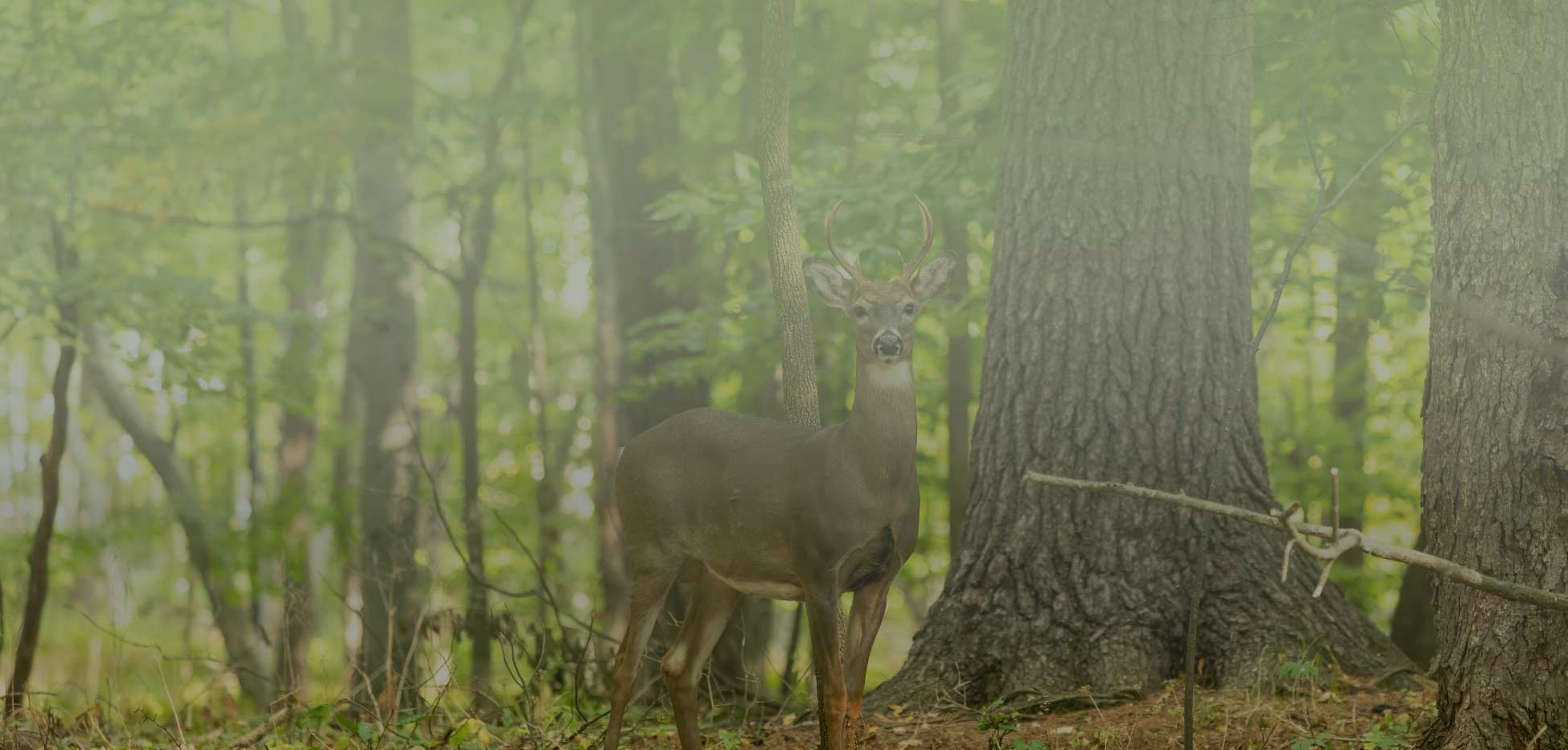 Photo of deer in forest