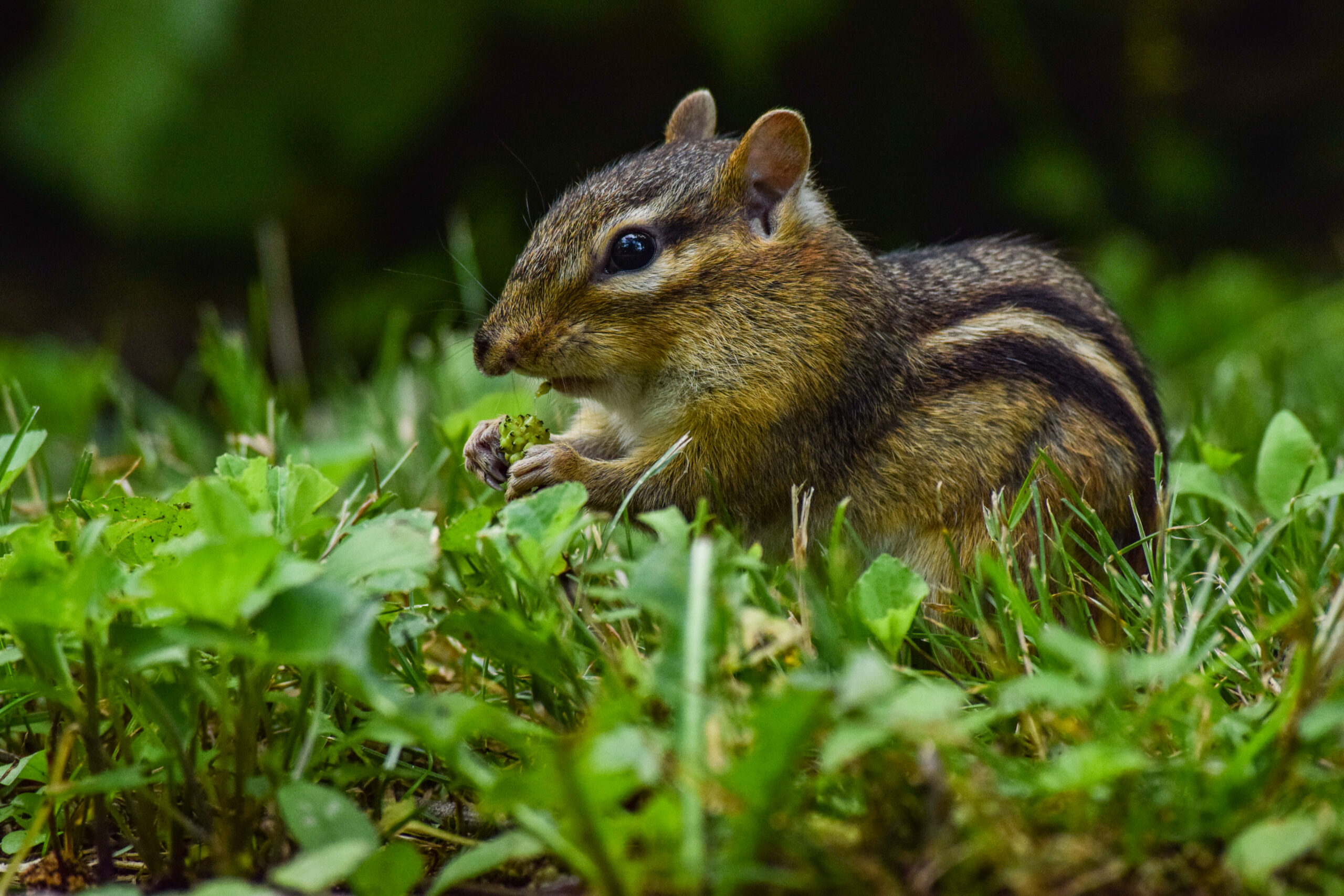 Conservation Organizations Support General Iron Opposition in One-Day Solidarity Hunger Strike – Friends of the Forest Preserves