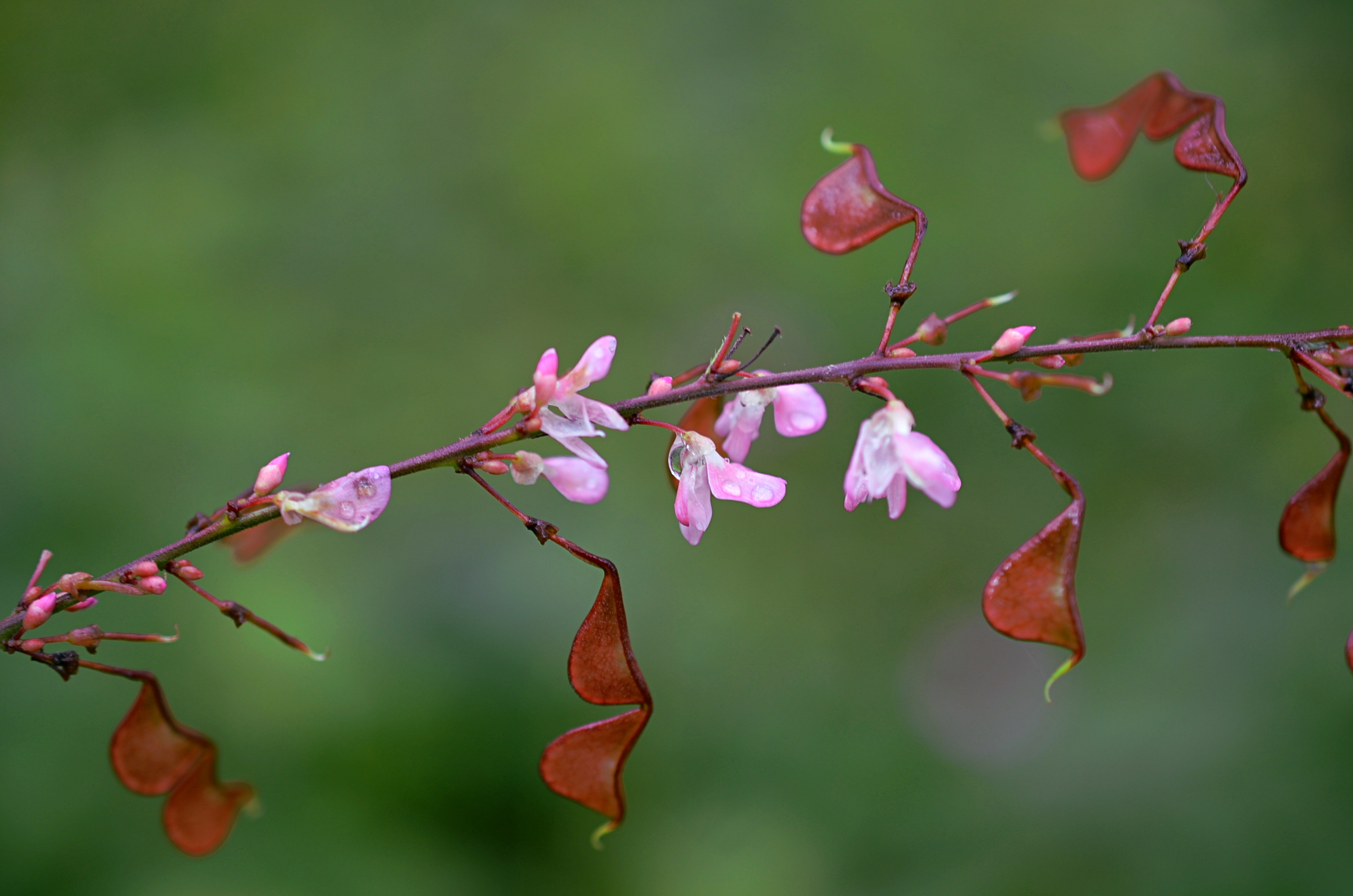 Niles News Briefs: Where Youth Learn to Love Nature – Friends of the Forest Preserves