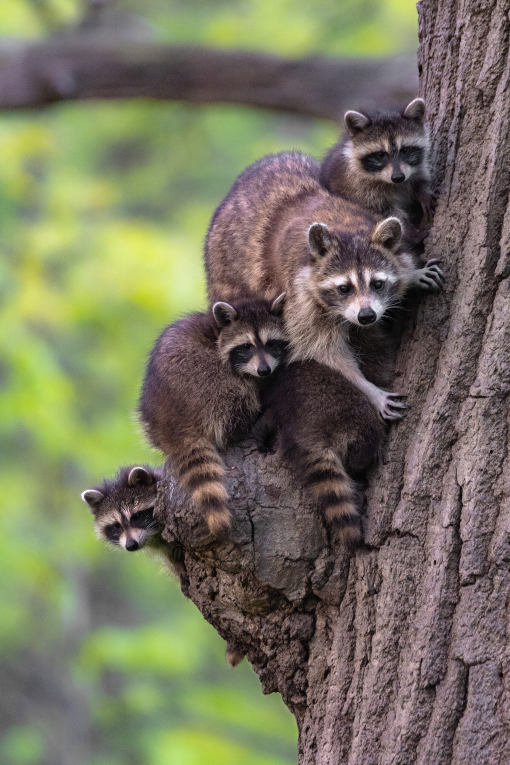 2021 Third Place Winner – “Family tree” (Raccoons), LaBagh Woods, Chicago by William Santus