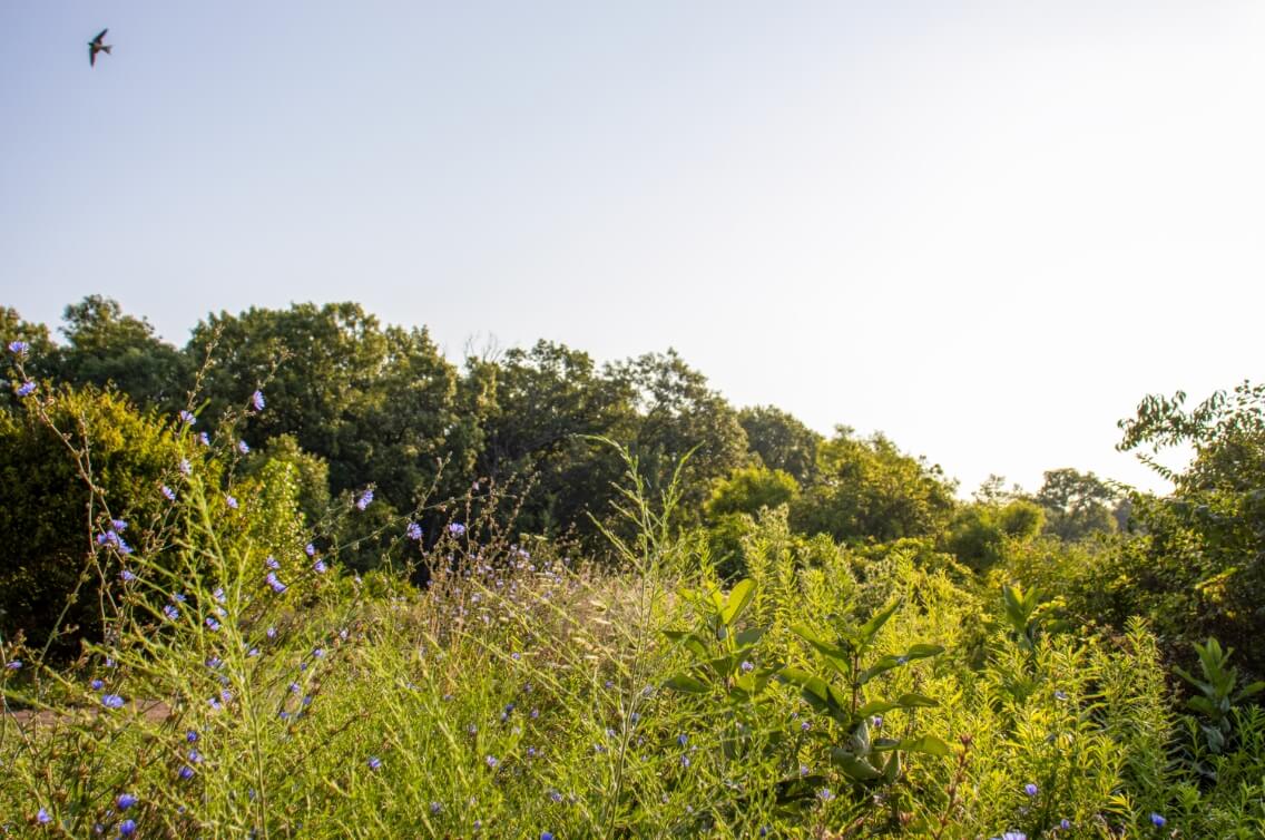 On Labor Day, a reimagined Depression-era jobs plan reminds us how and why to value workers – Friends of the Forest Preserves