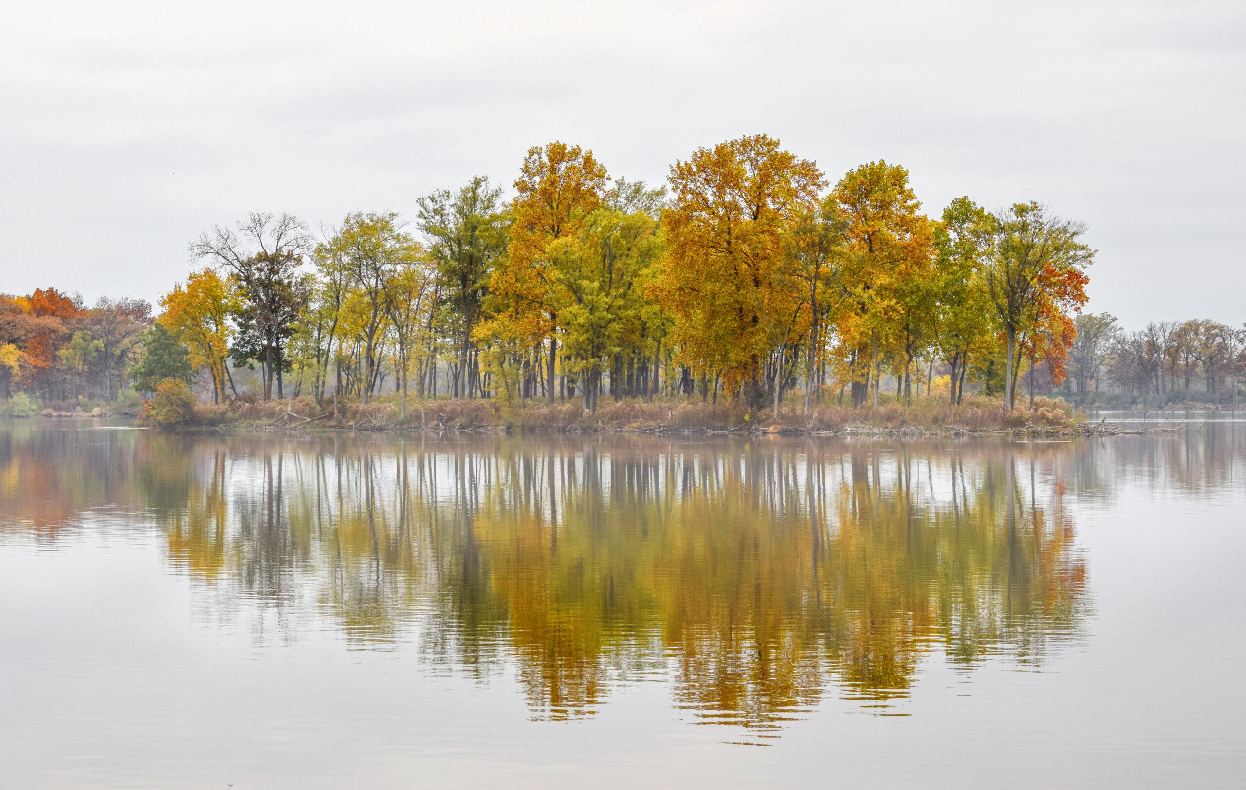 2017 Second Place Winner “Island of Mist and Fog” at Busse Woods by Michelle Puszka