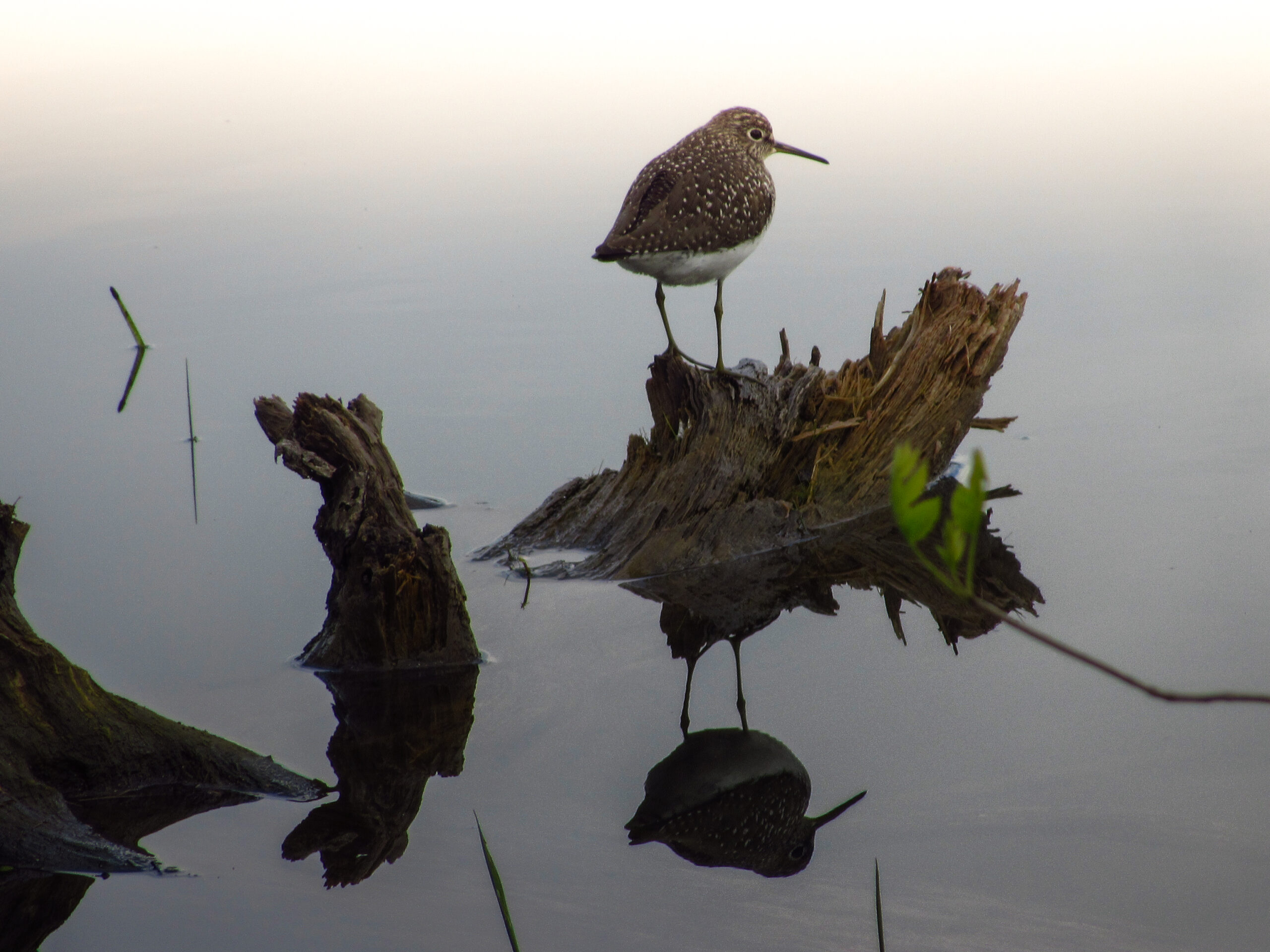 Top Three Golf Courses – Friends of the Forest Preserves