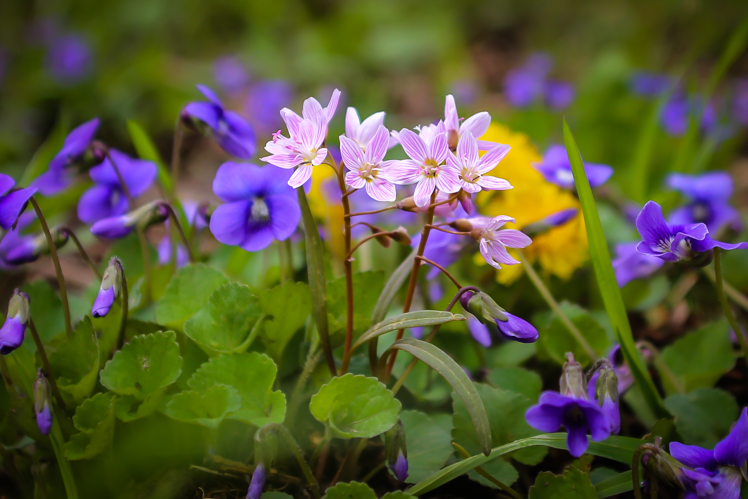 2020 Best Flora – “Spring beauty and blue violets,” Busse Woods, Elk Grove Village by Maria Sacha