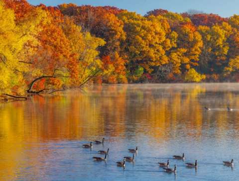 Canada Geese and Fall Collors by Tim Minnick