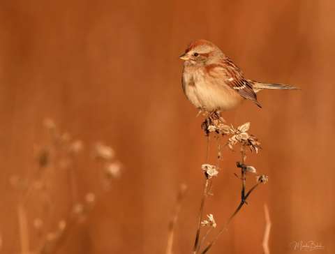 Colors of the Nature by Monika Boek Lupa