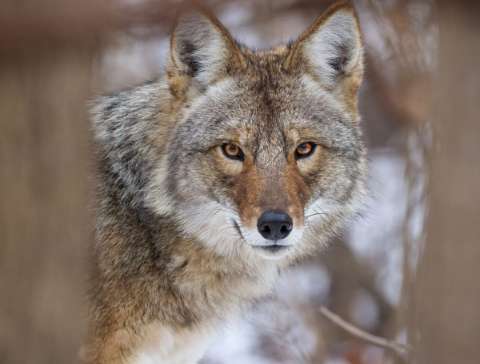 Coyote by Tim Minnick