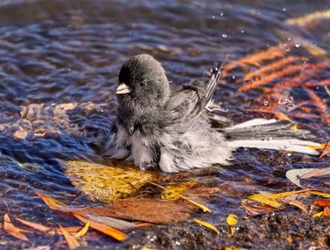 Enjoying a Fall Bath by Carlos Molano