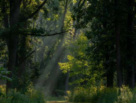 First Light by William Santus