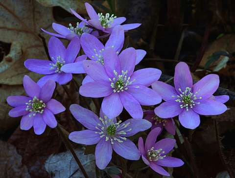 Hepatica cluster by Michael Kobe