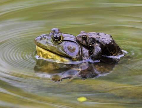 Hitching a Ride by Roberta Appleby