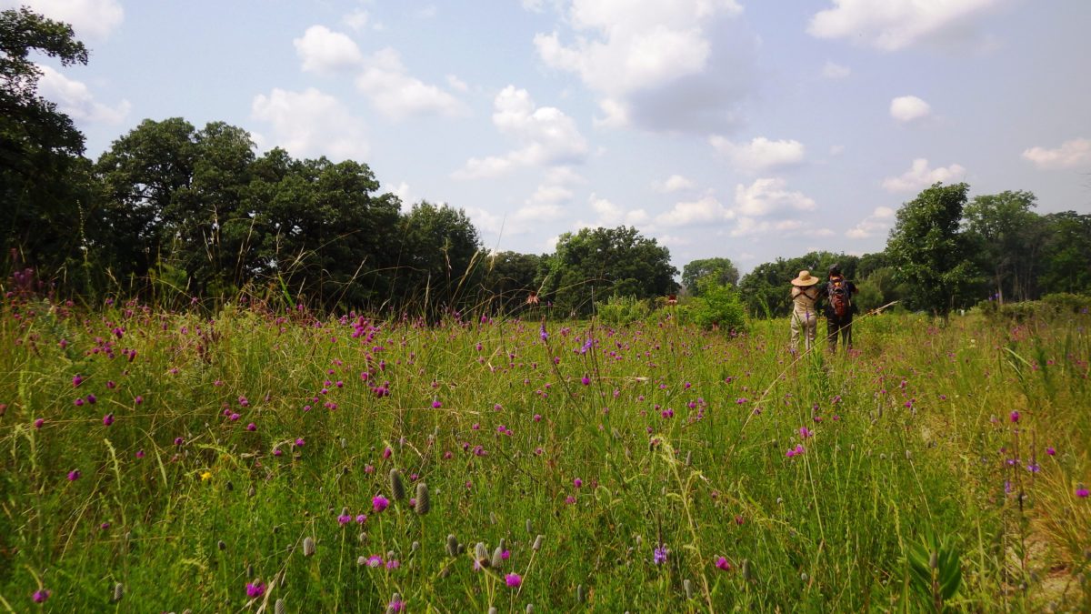 Runner Up Hikers and purple prairie clover bluff spring fen near Elgin - Alice Brandon