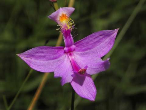 Tuberous Grasspink by Simon Tolzmann