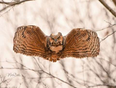 When Owl wants to give you a hug by Monika Bobek Lupa