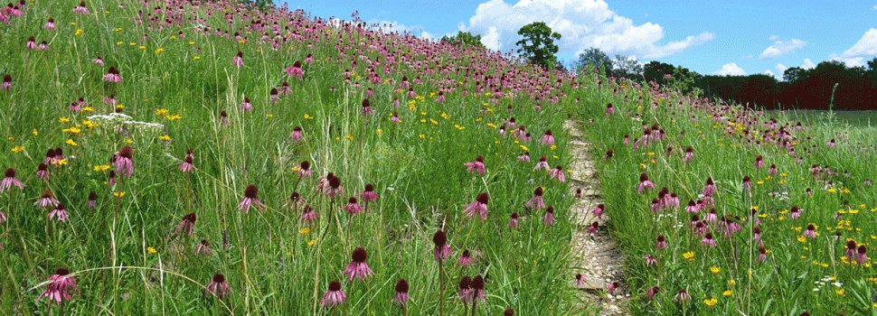 Top Three Bike Trails – Friends of the Forest Preserves