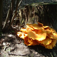 2009 Photo Contest Runner-up: Fungus at Spring Creek Valley by Rob Streit of Oak Park