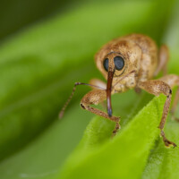 2016 Photo Contest Winner First Place – Acorn Weevil, Deer Grove Forest Preserve, Edward Boe