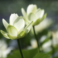 2020 Honorable mention – “American lotus,” Tomahawk Slough, Wolf Road Woods, Palos Township by Christine Karge Dewey