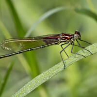 2018 Runner up – “American ruby spot” by Janet Haugen at River Trail Nature Center in Northbrook