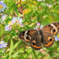 2020 Honorable mention – “Autumn blooms” (Buckeye butterfly on asters), Wolf Road Prairie, Westchester by Fidencio Marbella