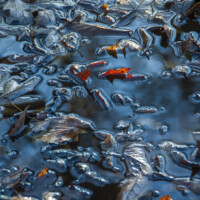 Honorable Mention "Awash in Blue," Linne Woods in Morton Grove by Darlene Grossman