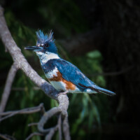 2018 Best Fauna – “Bad hair day” (belted kingfisher) by Kim Munroe at Busse Woods in Elk Grove Village