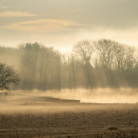 2021 Best Landscape – “Beam” (Gorgeous golden morning rays breaking through the fog), Busse Lake, Schaumburg by Michelle Puszka