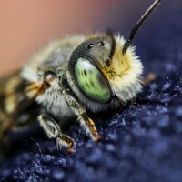 2015 Photo Contest Winner – Best Fauna “Bee” at Chicago Botanic Garden near Glencoe by Edward Boe