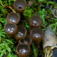 2012 Photo Contest Winner First place: Bird’s nest fungus, St. Mihiel Woods near Oak Forest, John Denk