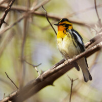 2018 Runner up – “Blackburnian warbler” by Edward Boe at Crabtree Nature Center in Barrington