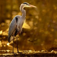 2020 First Place Winner – “Blue glow at sunset” (Great blue heron), LaBagh Woods, Chicago by Corrina DeLorenzo