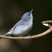 2016 Photo Contest Winner Best Fauna – Blue Grey Gnatcatcher, Busse Woods, Janet Haugen