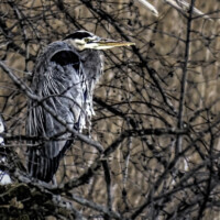 Runner Up: Blue Heron with icicles on its chest, Busse Woods near Elk Grove Village, Wesley Iversen