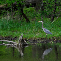 2011 Photo Contest Runner-up: Blue Heron in Busse Lake, Ned Brown Preserve, near Elk Grove Village, Bob Kuraszek
