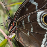 2017 Third Place Winner “Blue Morpho” at Chicago Botanic Garden by Janet Haugen