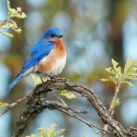 2013 Photo Contest Runner Up: Bluebird on burr oak, Somme Prairie Grove near Northbrook, Lisa Culp
