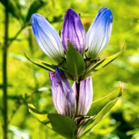 2018 Runner up – “Bottle gentian” by Fidencio Marbella at Wolf Road Prairie in Westchester