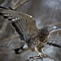 2018 Runner up – “Broad winged hawk” by Janet Haugen at Deer Grove East in Palatine