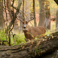 Explore the healing of nature at Linne Woods in Morton Grove (Photo by Carlos Molano)