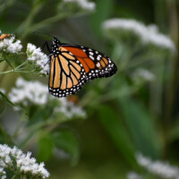 2021 Honorable Mention (youth) – “Butterfly and bug” (Monarch butterfly and soldier beetle), Whistler Woods, Riverdale by Elm Stoelinga