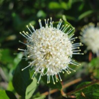 2010 Photo Contest Winner Best Flora: Kevin Wolz, buttonbush, Hidden Pond near Hickory Hills
