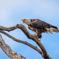2023 Honorable Mention – “Calling Out to My Mate,” (Bald Eagle), Busse Woods, Elk Grove Village by Gary Aleksiak