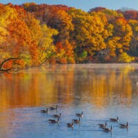 2022 Best Landscape – Canada Geese and Fall Colors,” Horsetail Lake, Palos Park by Tim Minnick