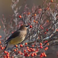 2012 Photo Contest Runner up: Cedar waxwing, Chicago Botanic Garden near Glencoe, Gerry Rivara