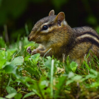 2017 Best Fauna “Chipper chewing” at Crab Tree Nature Center by Michelle Puszka