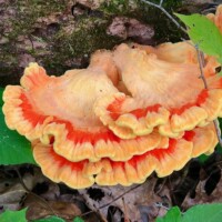 2023 Honorable Mention – “Colorful Fungus,” (Laetiporus sulphureus), Glenview Woods, Glenview, by Paula Matzek